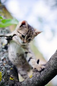 anak kucing di atas pohon