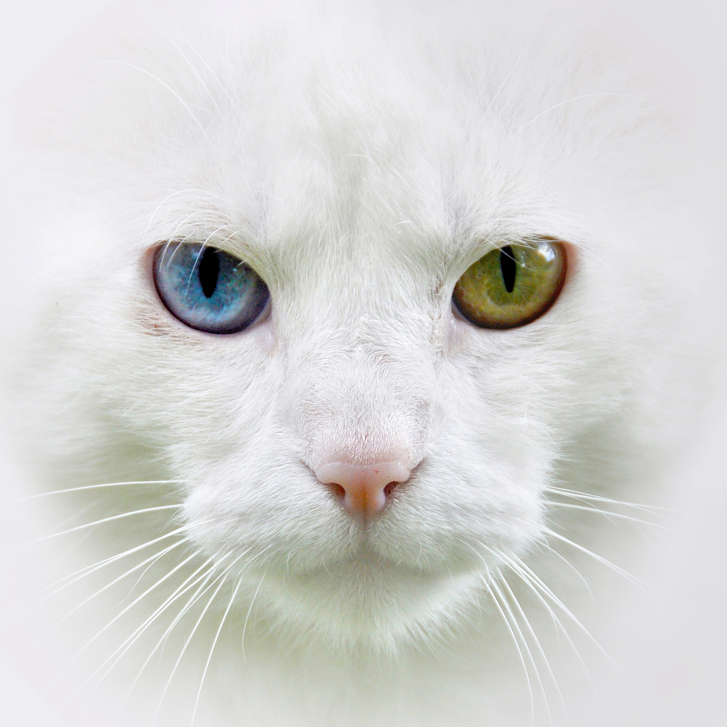 angora cat eyes