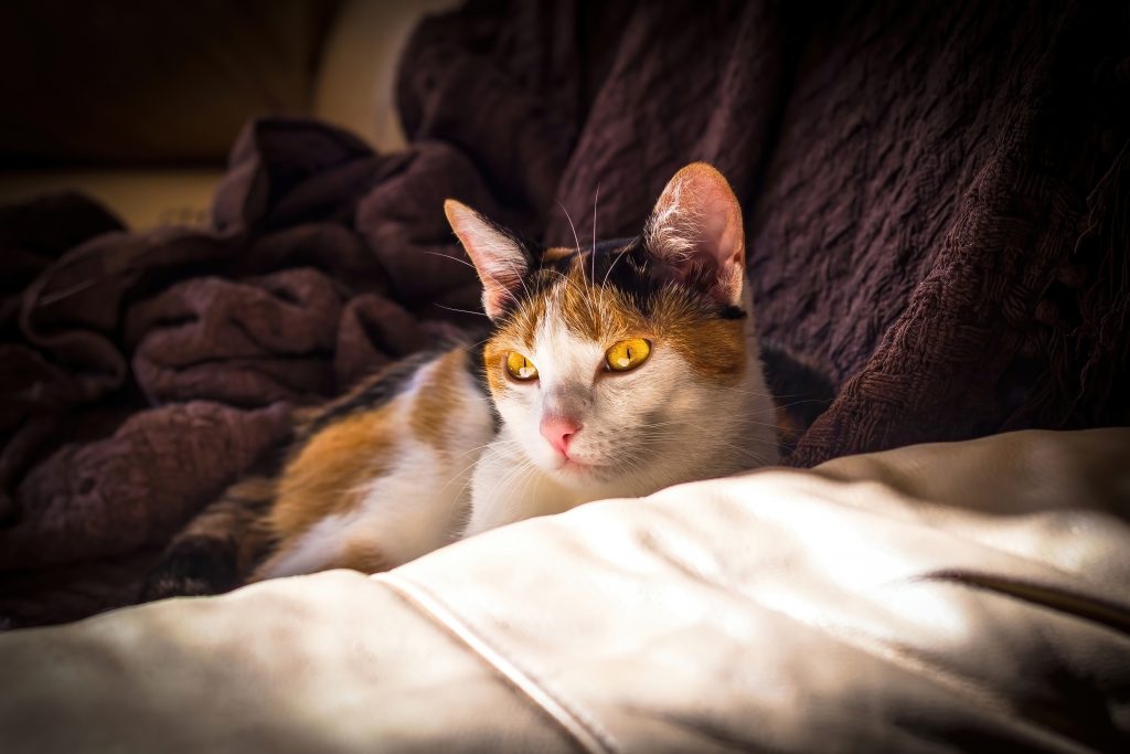 calico cat on the bed