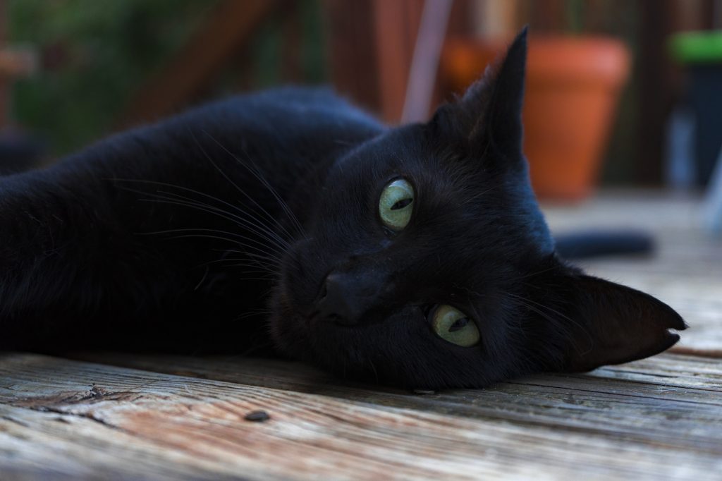 kucing hitam lagi santai