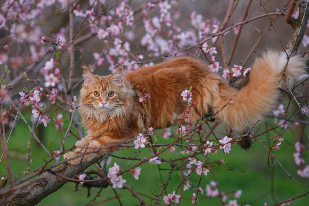 kucing maine coon oren santai di atas pohon